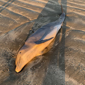 Meet your Posher, Vince